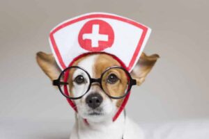 Ein Tierarzt, der ein Hund behandelt, um die Unterstützung von Tierärzten für Juwel-Vital zu symbolisieren