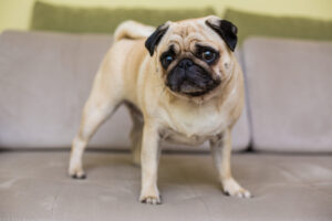 10 kinderfreundliche Hunderassen der mops ruht auf dem naturlichen parkett muder mopshund liegt auf dem boden draufsicht | Tiergesundheit Hund & Katze