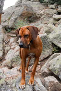 10 kinderfreundliche Hunderassen hund steht auf einem felsen | Tiergesundheit Hund & Katze