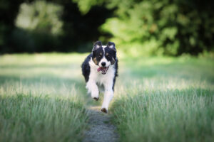 10 kinderfreundliche Hunderassen nahaufnahme eines border collie hundes der im feld lauft | Tiergesundheit Hund & Katze