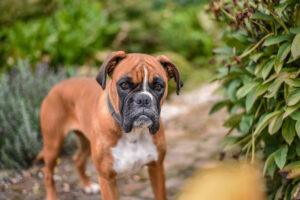 10 kinderfreundliche Hunderassen netter boxerhund der einem park steht | Tiergesundheit Hund & Katze