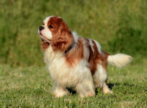 10 kinderfreundliche Hunderassen portrat eines entzuckenden braunen cavalier king charles hundes der auf dem gras steht | Tiergesundheit Hund & Katze