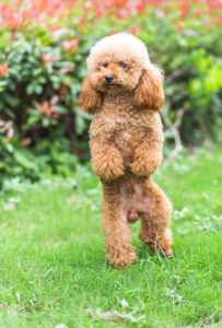 10 kinderfreundliche Hunderassen spielzeug pudel auf grassy field | Tiergesundheit Hund & Katze