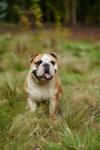 10 kinderfreundliche Hunderassen vertikales bild der englischen bulldogge im feld | Tiergesundheit Hund & Katze