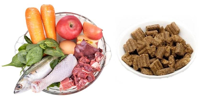 Overhead view on ingredients of barf raw food recipe for dogs consisting meat, organs, fish, eggs and vegetable for good health in white background