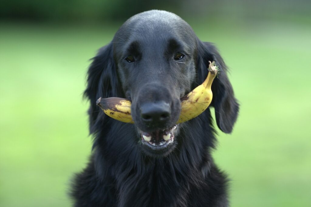 Informieren Sie sich und bleiben auf dem laufenden. Lesen Sie unsere Blogbeiträge über das Thema Tiernahrung für Hund, Katze und Pferd. Warum Hunde Gras fressen Ein Blick auf dieses kuriose Verhalten WARUM HUNDE GRAS FRESSEN EIN BLICK AUF DIESES KURIOSE VERHALTEN Warum Hunde Gras fressen: Ein Blick auf dieses kuriose Verhalten Haben Sie schon einmal beobachtet, wie Ihr treuer Hund scheinbar genussvoll Gras frisst? Dieses rätselhafte Verhalten wirft viele Fragen auf. Ist es normal? Ist es gesund?… Weiterlesen Gesundheit fängt beim futter an REICO KOSTEN FÜR HUNDEFUTTER UND KATZENFUTTER REICO KOSTEN FÜR HUNDEFUTTER UND KATZENFUTTER Natürlich ist es für Sie als Hundehalter Katzenhalter wichtig zu wissen, wie viel das Reico Hundefutter oder Katzenfutter kostet. Doch noch wichtiger ist, herauszufinden, welches Futter… Weiterlesen Gesundheit fängt beim futter an REICO HUNDEFUTTER KAUFEN | NEUKUNDEN – BERATUNG Wenn es um die Gesundheit und das Wohlbefinden unserer geliebten Vierbeiner geht, sind viele von uns bereit, keine Kompromisse einzugehen. Eine gesunde Ernährung spielt dabei eine entscheidende Rolle. Reico Hundefutter ist eine Marke, die… Weiterlesen Labrador gesundheit für alle TIERKRANKEN-VERSICHERUNG: IST SIE DAS GELD WERT Tierkrankenversicherung Hunde sind für viele von uns mehr als nur Haustiere – sie sind treue Begleiter, Familienmitglieder und beste Freunde. Als verantwortungsbewusster Hundebesitzer möchten Sie sicherstellen, dass Ihr pelziger Gefährte… Weiterlesen Hund verstecktsich in einer Blumenwiese GESUNDE KRÄUTER FÜR HUNDE Gesunde Kräuter für Hunde: Natürliche Unterstützung für die Fellnasen Kräuter sind nicht nur in der menschlichen Ernährung beliebt, sondern können auch eine wertvolle Ergänzung im Speiseplan unserer geliebten Vierbeiner… Weiterlesen Hund leckt Pfoten: Was steckt dahinter? HUND LECKT PFOTEN WAS STECKT DAHINTER? Hund leckt Pfoten: Was steckt dahinter? Dein geliebter Vierbeiner sitzt da und leckt sich immer wieder die Pfoten. Du schaust besorgt zu und fragst dich, warum er das in letzter Zeit so häufig tut. Es scheint mehr als nur normale Selbstpflege… Weiterlesen GETREIDE IM HUNDEFUTTER VS. GETREIDEFREIES HUNDEFUTTER GETREIDE IM HUNDEFUTTER VS. GETREIDEFREIES HUNDEFUTTER Getreide im Hundefutter vs. getreidefreies Hundefutter: Die Wahrheit über die Ernährung unserer Hunde Hundebesitzer, aufgepasst! Die Frage, ob Getreide im Hundefutter gut oder schlecht ist, beschäftigt viele von uns.… Weiterlesen VORBEREITUNG FÜR DEN EINZUG EINER KATZE Die richtige Vorbereitung für den Einzug einer Katze Der Tag, an dem eine neue Katze in dein Zuhause einzieht, ist aufregend und bedeutet eine große Veränderung für alle Beteiligten. Damit die Eingewöhnung deines neuen pelzigen Mitbewohners… Weiterlesen AUFBAU-VITAL PLUS DAS GEHEIMNIS FÜR STARKE "Aufbau-Vital Plus: Das Geheimnis für starke, gesunde Hunde jeden Alters" Wenn es um die Gesundheit und das Wohlbefinden unserer geliebten Vierbeiner geht, suchen wir immer nach den besten Lösungen. Egal, ob es um die Aufzucht von Welpen,… Weiterlesen REICO HUNDEFUTTER NATURBELASSEN UND GESUND Reico Hundefutter - Trockenfutter für Hunde von Reico, hergestellt in Deutschland, Allgäu Hast du dir jemals Gedanken darüber gemacht, was nötig ist, um eine langanhaltende Freude an deinem geliebten Hund zu haben? Eine der wichtigsten… Weiterlesen DARMSANIERUNG BEIM HUND Darmsanierung beim Hund mit Reico Naturkraft PRO 1 Unsere geliebten Vierbeiner sind ein fester Bestandteil unserer Familien, und ihre Gesundheit steht für uns an erster Stelle. Doch immer häufiger hören wir von Hundebesitzern Sätze wie:… Weiterlesen LEBENSMITTEL, DIE DU NIEMALS DEINEM HUND GEBEN SOLLTEST Lebensmittel, die du niemals deinem Hund geben solltest: Eine Warnung für Tierhalter Als Hundebesitzer ist es wichtig, sich bewusst zu sein, dass nicht alle Lebensmittel, die für Menschen sicher sind, auch für Hunde unbedenklich sind. In… Weiterlesen HUNDE UND OBST: SÜSSE LECKEREIEN ODER GESUNDE ERGÄNZUNGEn