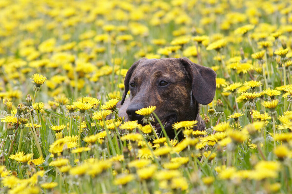 Hund verstecktsich in einer Blumenwiese