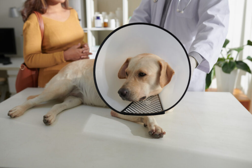 Labrador gesundheit für alle