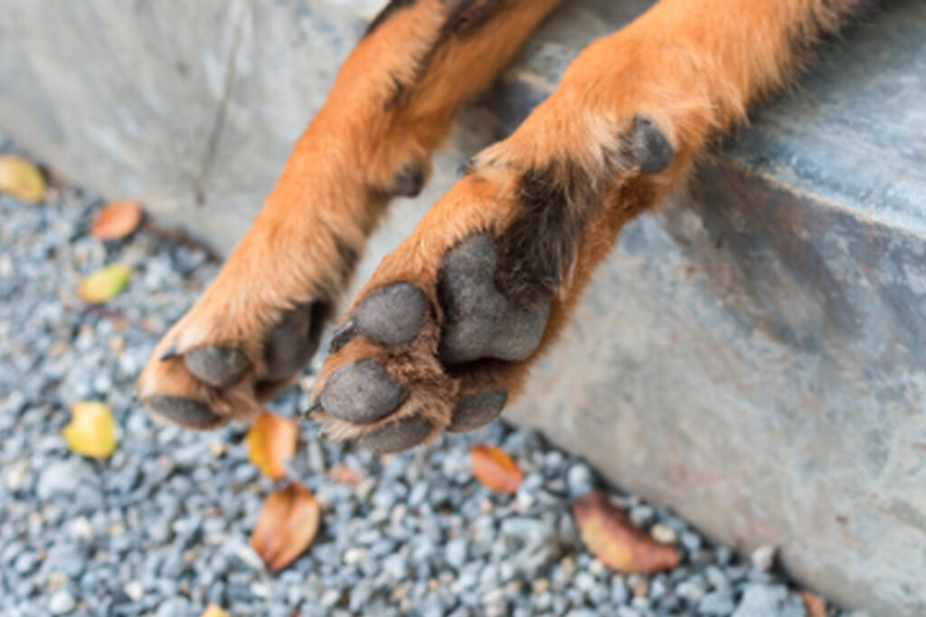 Hund leckt Pfoten: Was steckt dahinter?