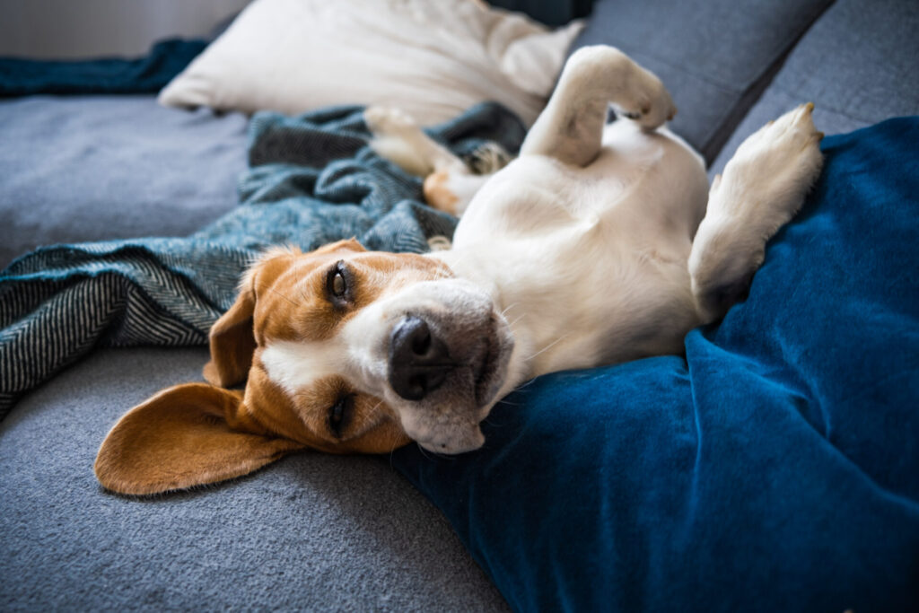 Tipps zur Linderung und Prävention von Erkältungen bei Hunden