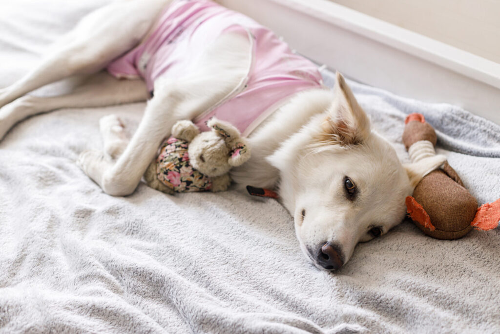 Kastration bei Hunden