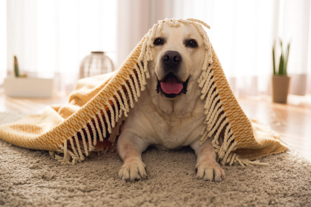 Cute dog at home