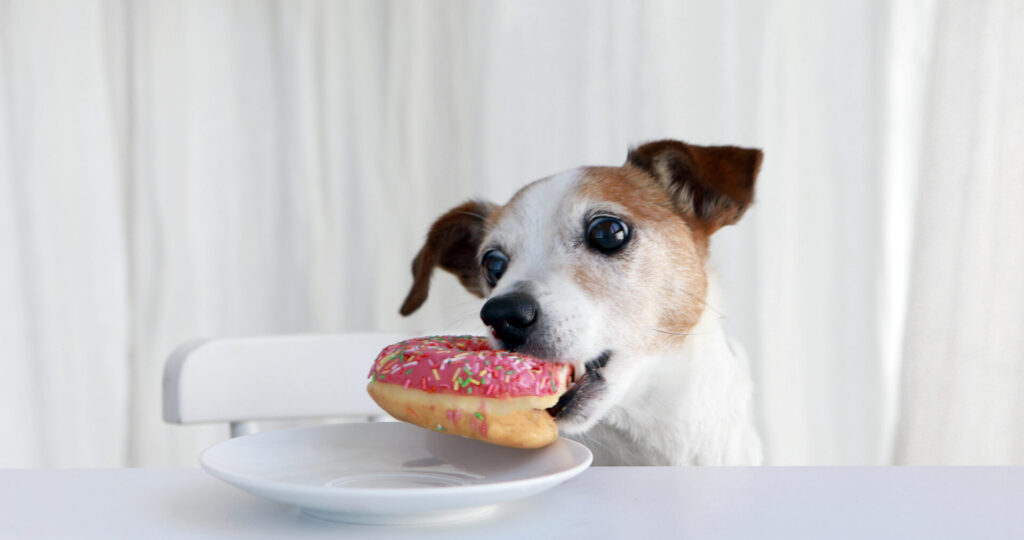 Diabetes bei Hunden