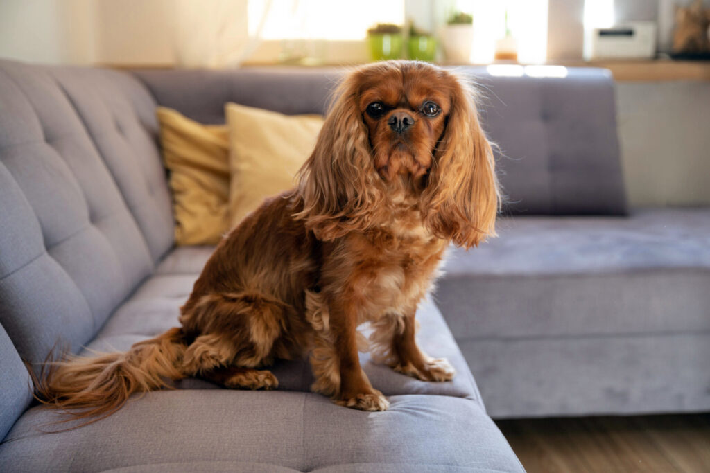 welches futter bei ohrenentzündung hund