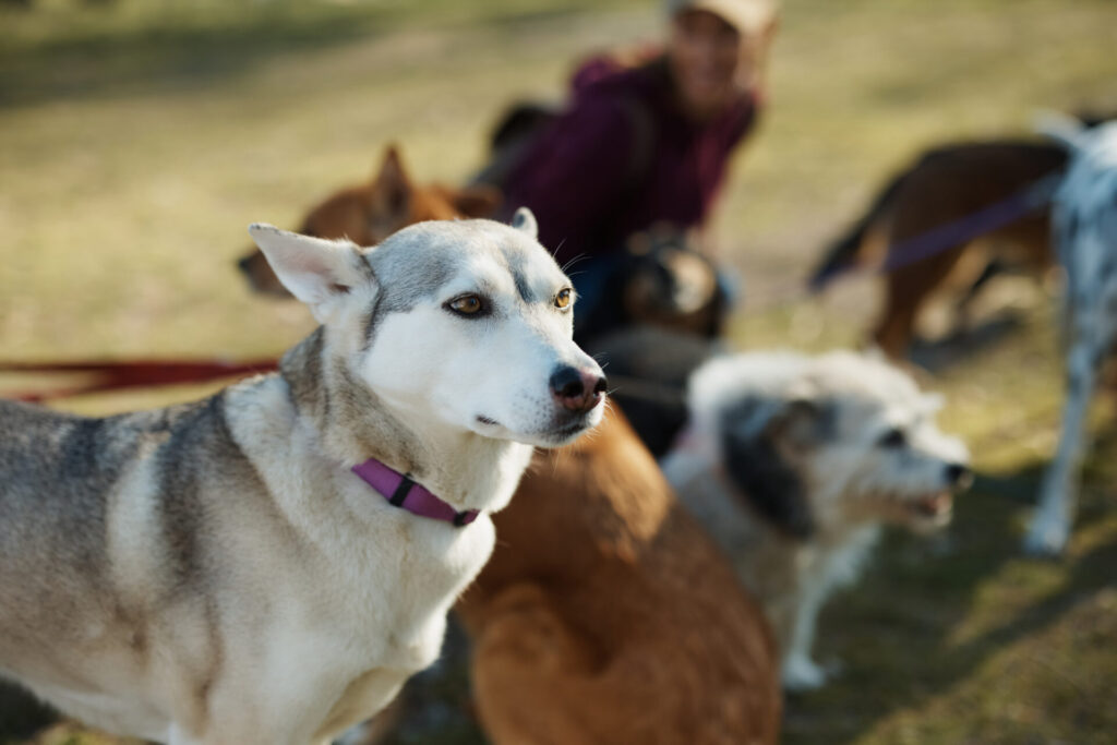 Rassehund oder Mischling