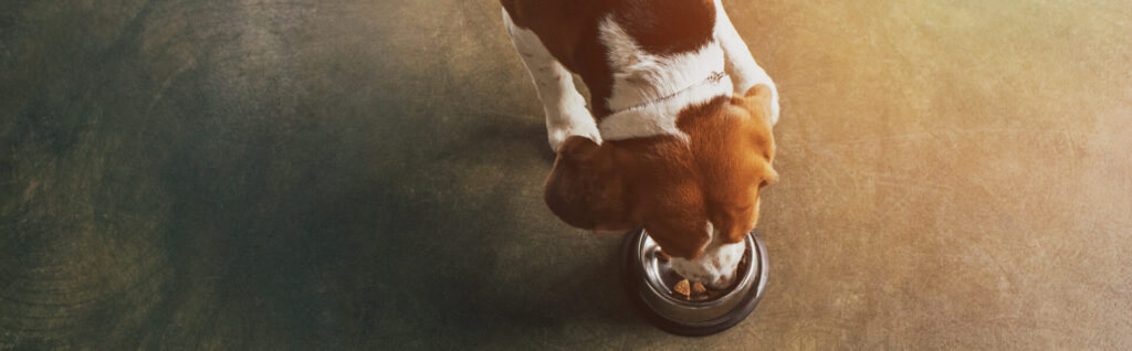 Reico hundefutter
