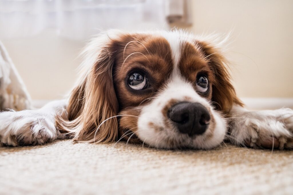 Arthrose bei Hunden Ursachen und Hilfe Joint vital