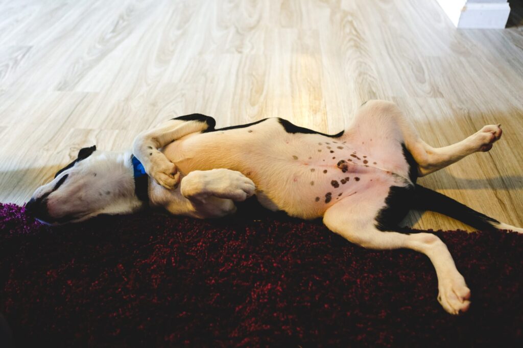 Puppy Belly