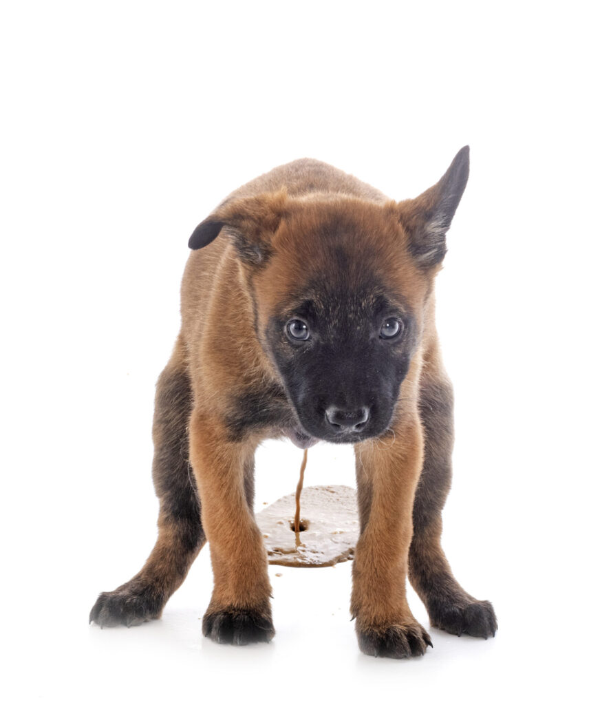 Durchfall bei Hunden
