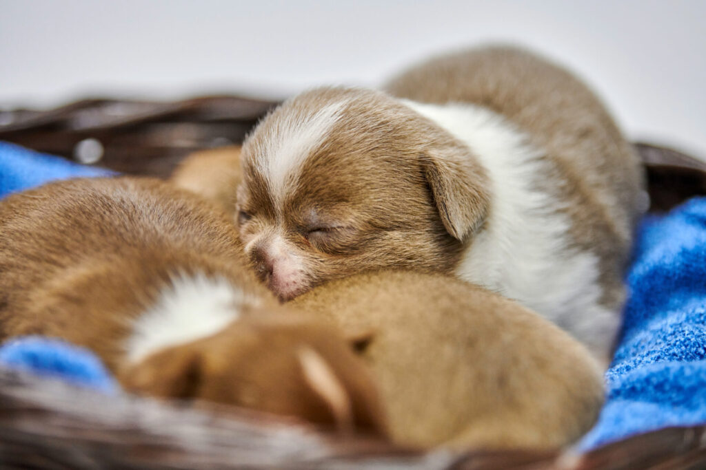 Sleeping Chihuahua puppies in basket.