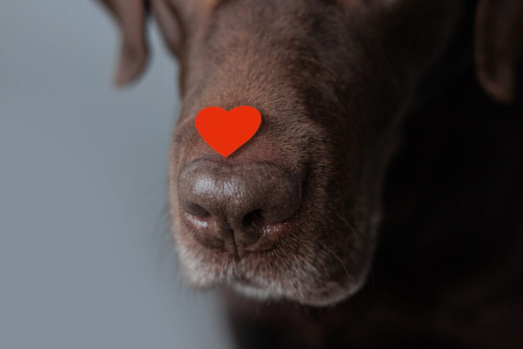 dog is a chocolate labrador retriever with hearts on his head and nose. valentine's day, date or