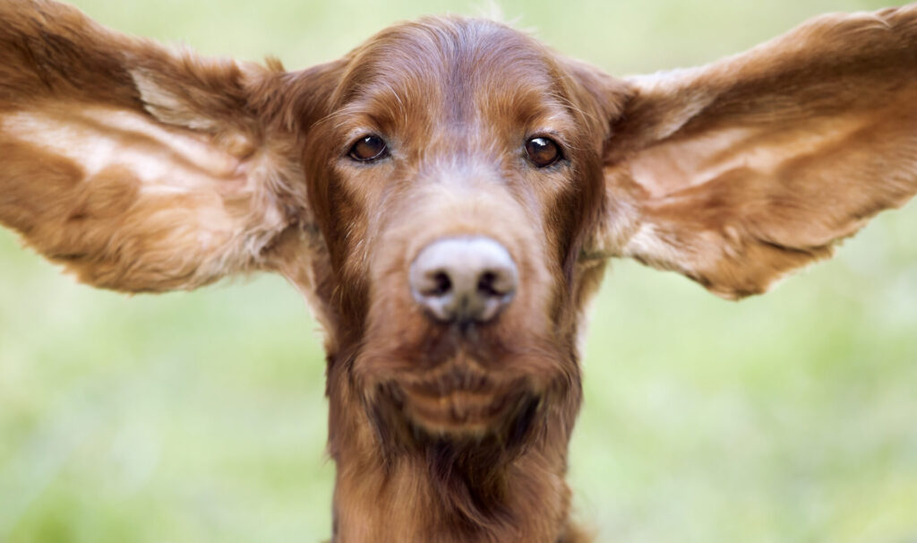 Funny dog ears
