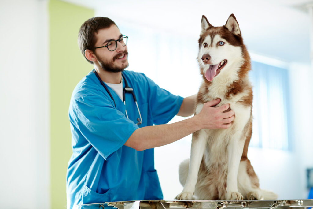 Ein professioneller Reico Ernährungsberater führt eine individuelle Beratung für einen Hund durch
