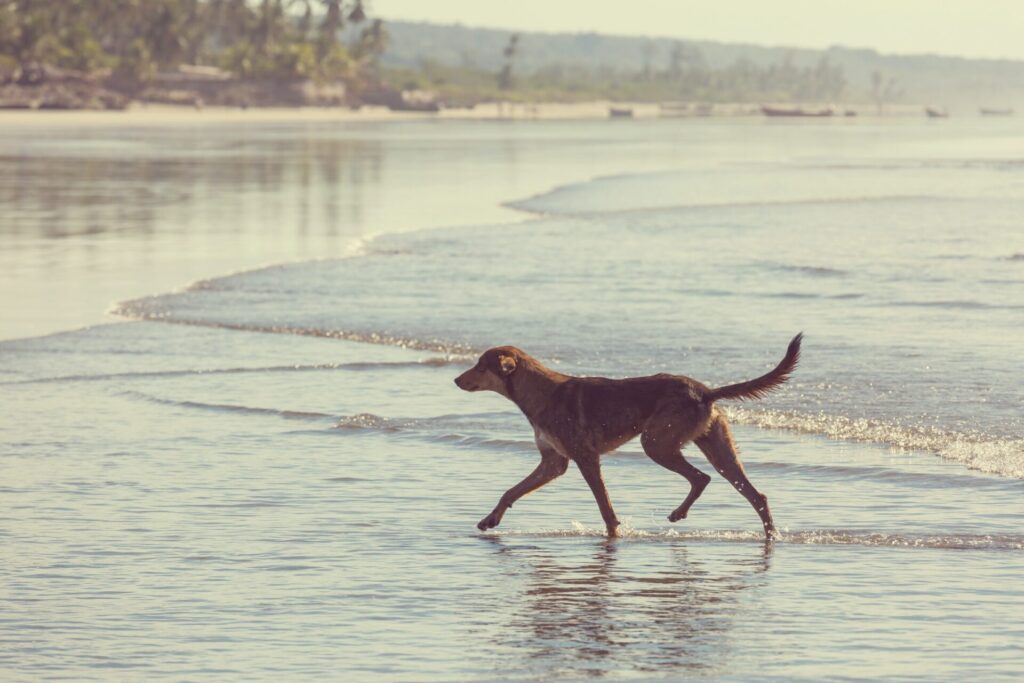 Dog on the beach