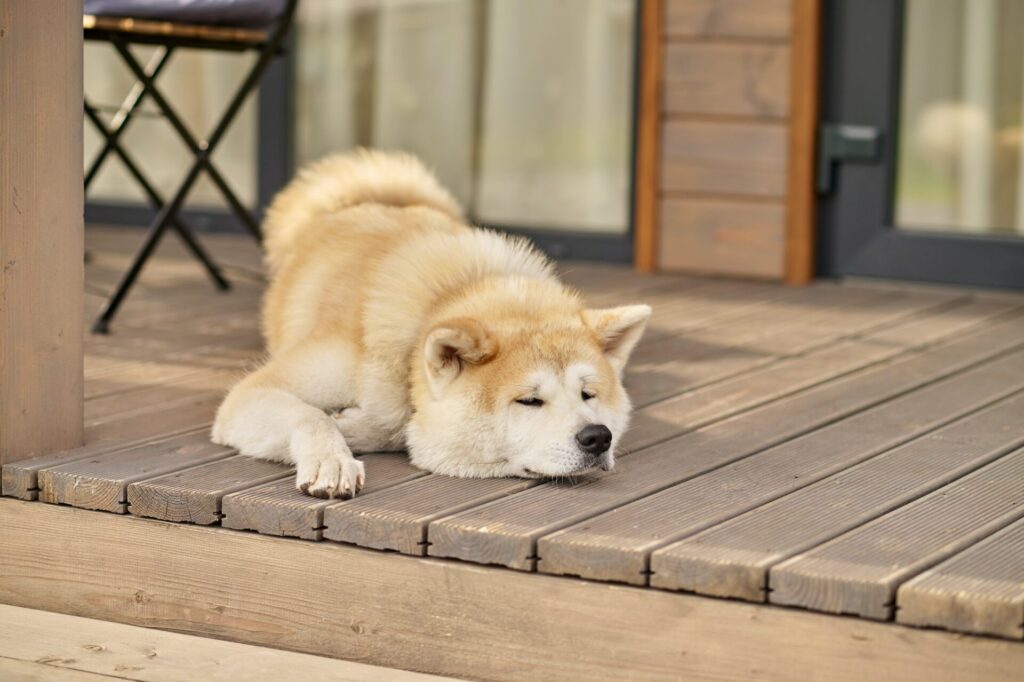 Shiba inu dog lying sleeping on porch of house