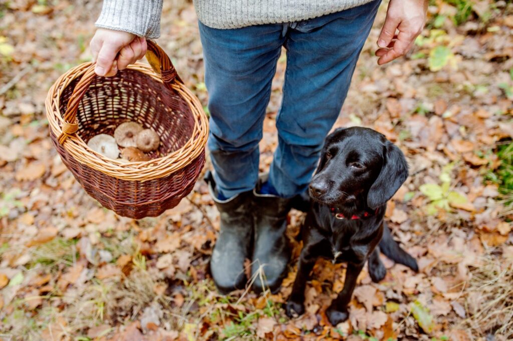 Das Bild zeigt einen aufmerksamen Hund, möglicherweise eine mittelgroße Rasse wie ein Labrador, an der Leine in einem herbstlich bewaldeten Gebiet. Der Hund betrachtet neugierig eine Ansammlung von Pilzen am Waldboden, ohne sie zu berühren. In der Nähe des Hundes sind Warnschilder sichtbar, die auf die Gefahren giftiger Pilze hinweisen. Der Hintergrund ist von bunten Herbstblättern geprägt, und das weiche, diffuse Licht schafft eine friedliche, aber vorsichtige Atmosphäre. Dieses Bild soll die Wichtigkeit der Aufsicht und des Schutzes von Haustieren in der Natur veranschaulichen, insbesondere in Bezug auf die Risiken, die von giftigen Pilzen ausgehen.