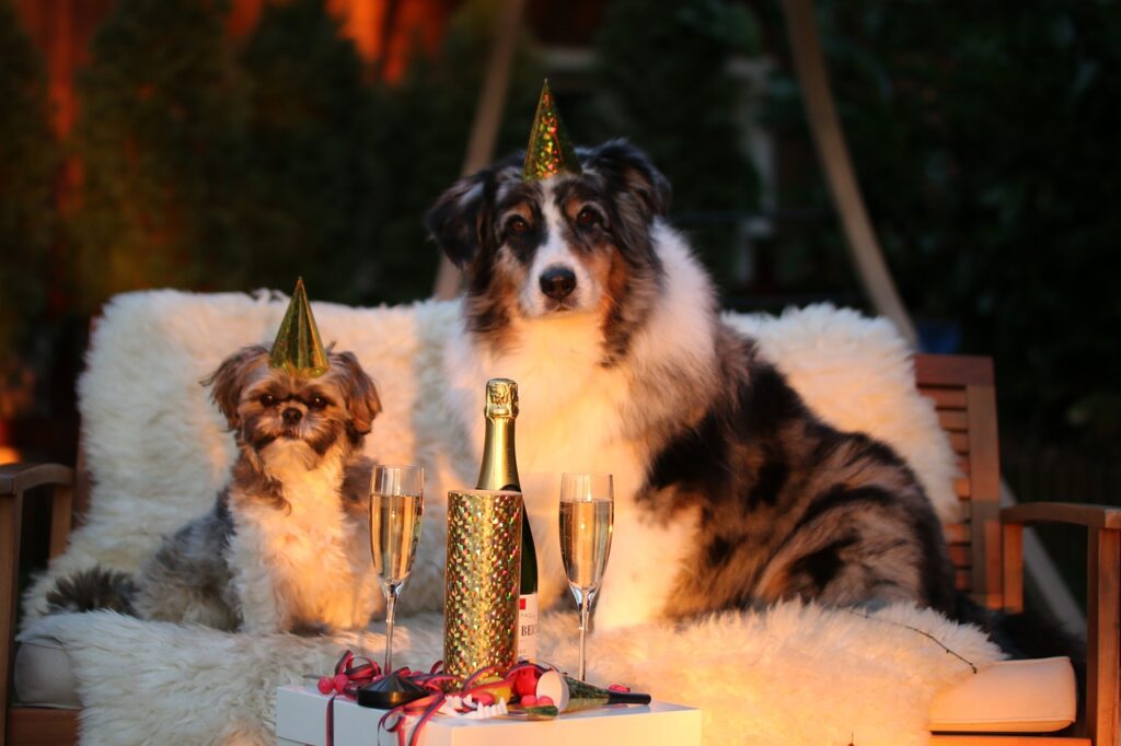 Hund silvester Angst vor Silvesterknallern, Hunde, Feuerwerk, Training gegen Geräuschangst, Systematische Desensibilisierung, Pheromonhalsbänder, Geräusch-CDs, Sedierungsmedikamente, Rückzugsorte, Streicheln nicht trösten, Laute Musik oder Fernseher, Silvesternacht, Stressquelle, Geduld und positive Verstärkung