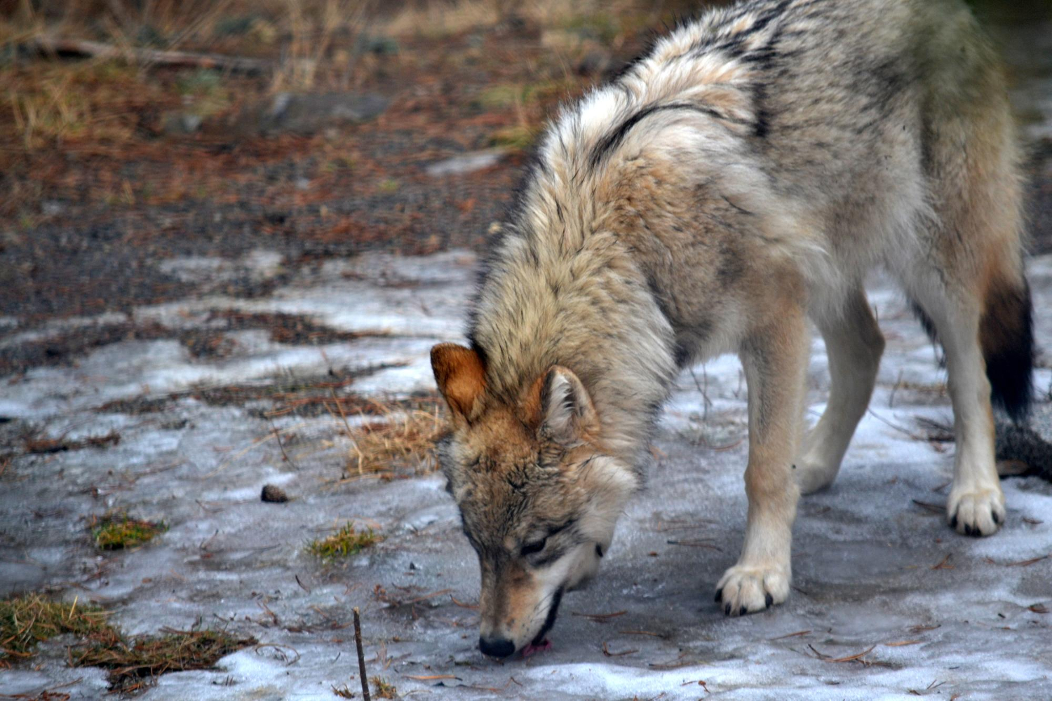 Hund beim Essen – Verständnis für das Fressverhalten