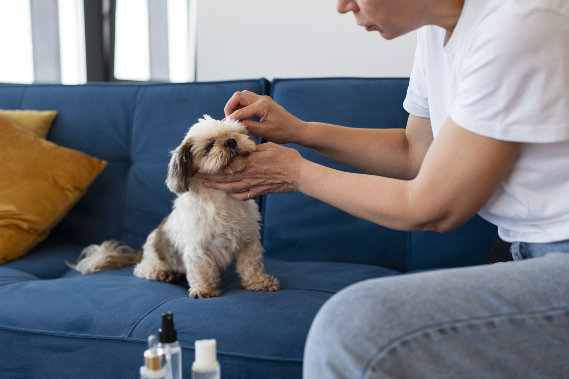 Ein Mensch entfernt mit einer Zeckenzange eine Zecke an einem Hund.