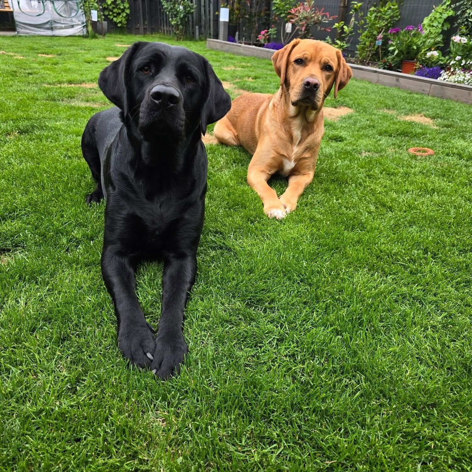 Charly und Nelly