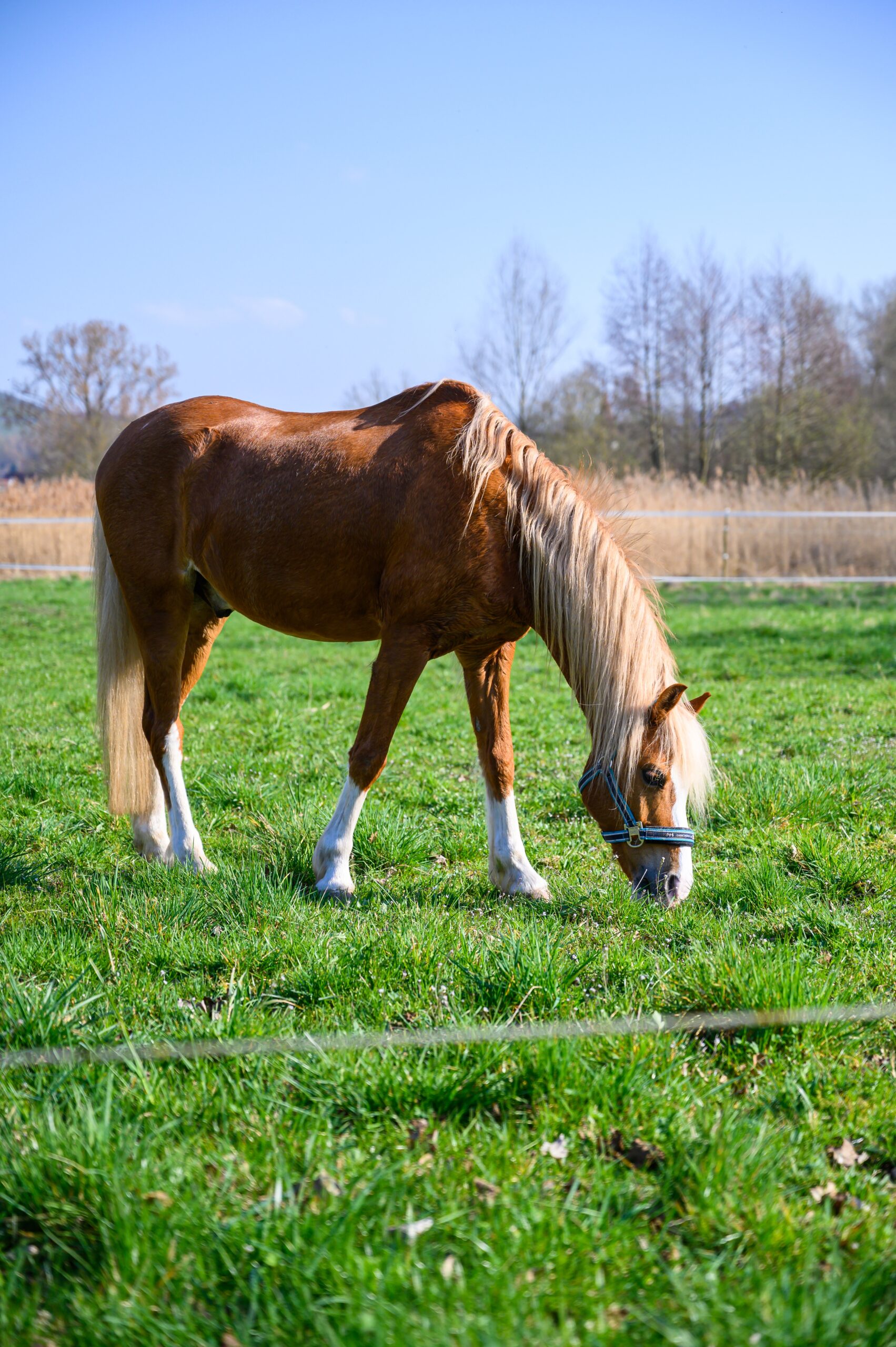 Pferd