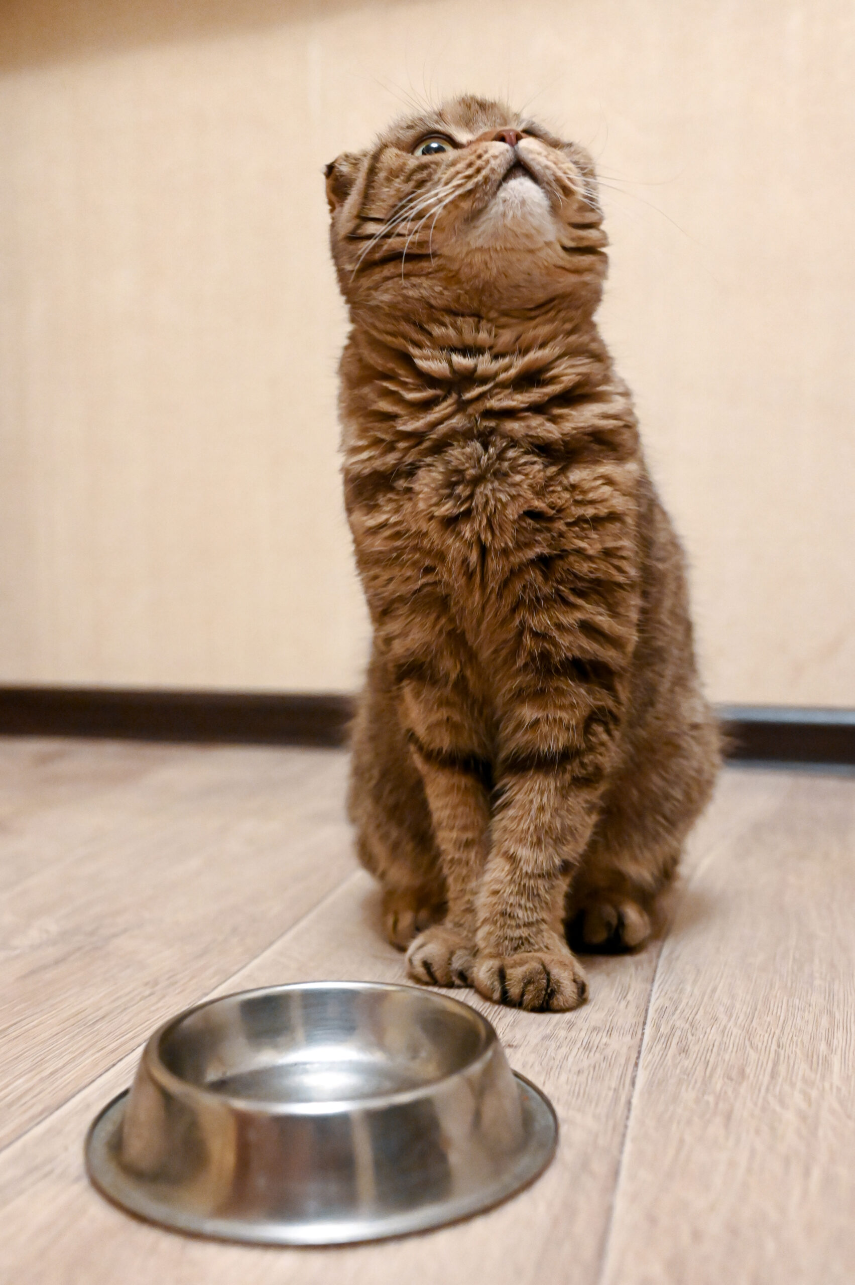 Katze