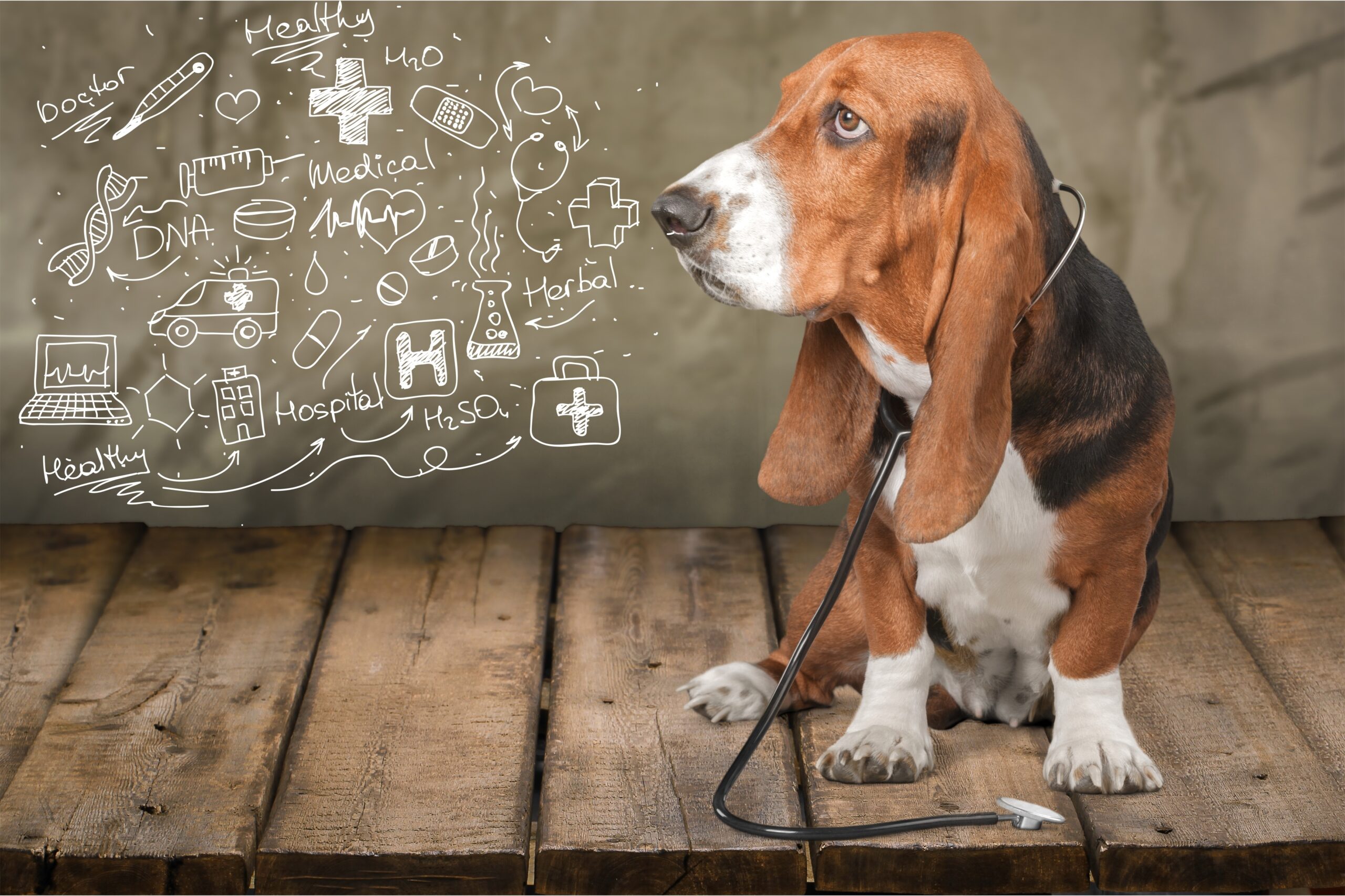 Hund als Symbol für die tierheilpraktische Begleitung