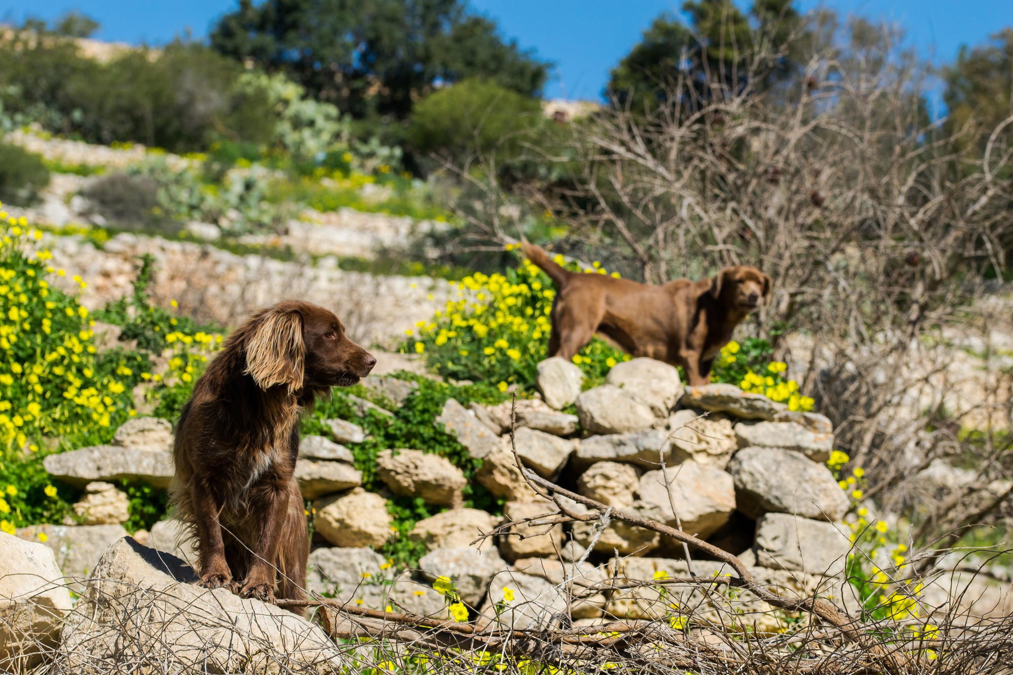 Zwei Hunde in einer natürlichen Landschaft